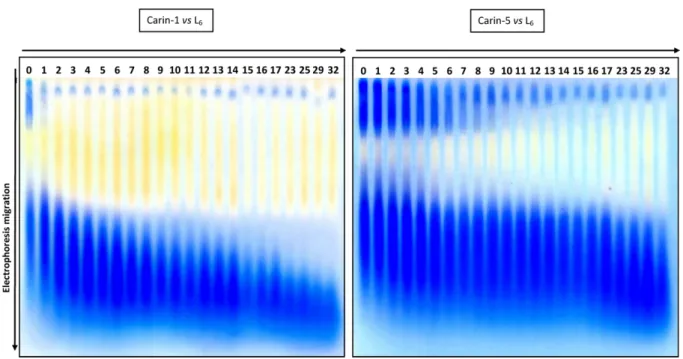 Figure 4. Degradation kinetics of the L 6 EPS (0.4 g.L −1 ) by Carin-5 and Carin-1 (10 9 PFU) as assessed by agarose gel electrophoresis (Stains all coloration, blue smear: