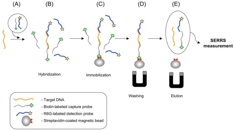 Figure 1. The sandwich-DNA hybridization assay principle. (A) Capture and detection probes are added to the solution of target DNA