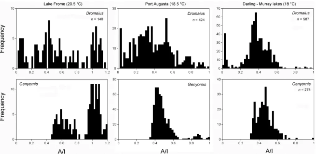 Figure 4.  Frequency histograms of A/I for Genyornis and Dromaius from collections made around Lake Frome, Port Augusta, and the  Daring-Murray lakes, with dates on the youngest samples derived from calibrated A/I (Miller et al., 2005a) adjusted for the cu