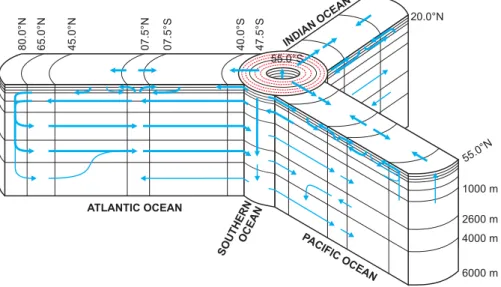 Fig. 1. Structure of the zonally-averaged model of marine biogeochemical cycling. Ocean circulation is delineated by blue arrows