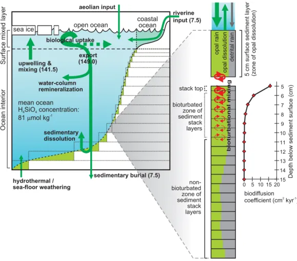 Fig. 2. Schematic of global biogeochemical cycling in the model and structure of the sediment modules