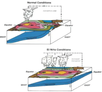 Fig. 4. ENSO pattern (from Cane, 2005). (a) During normal conditions trade winds drive upwelling o ff the South American coast and force warm surface waters from the eastern  tropi-cal Pacific to the western Pacific