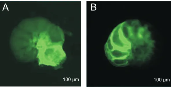 Fig. 2. New chambers added by Ammonia tepida (A) and Heterostegina depressa (B), visible by fluorescence of incorporated calcein.