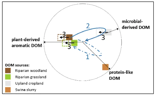 Figure 7. Sketch diagram summarizing the temporal dynamics of DOM composition in stream water and groundwater under 
