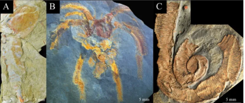 Fig. 5. – Fossiles à préservation exceptionnelle du Lagerstätte des Fezouata (Trémadocien  supérieur)