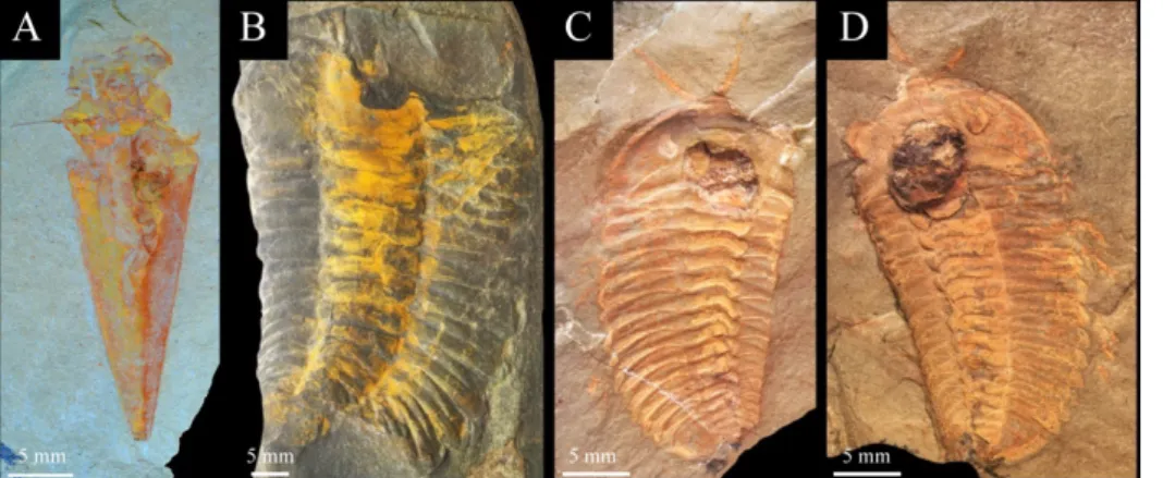 Fig. 7. – Préservation exceptionnelle de parties molles ou faiblement sclérotisées chez  différents fossiles du Lagerstätte des Fezouata (Trémadocien supérieur)