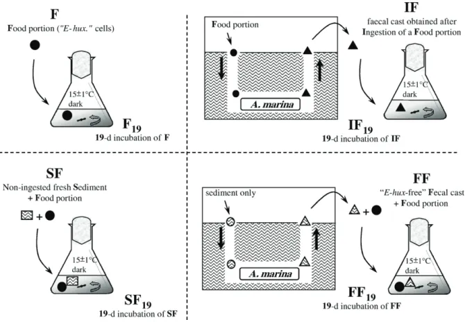 Fig. 1. Outline of the experimental design.