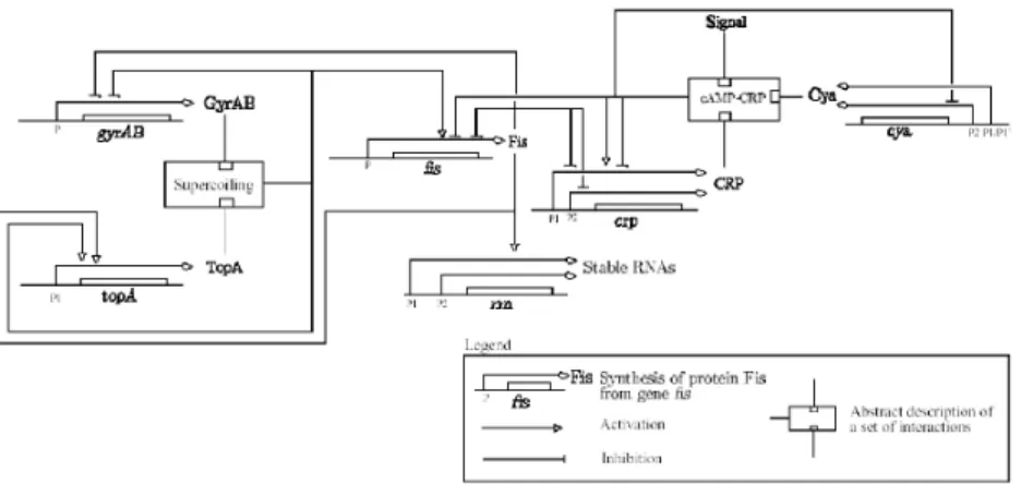 Figure 1: Genetic network, including proteins and regulations that come into play during a nutritional stress response in E.coli: CRP activation module (Cya, CRP, Fis), DNA Topology module (GyrAB, TopA, Fis), stable RNA output module (Rrn).