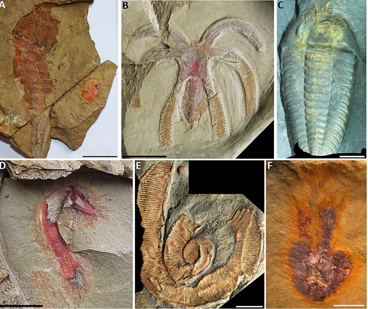 Fig.  2.  Examples  of  exceptionally  preserved  fossils  from  the  Fezouata  Biota