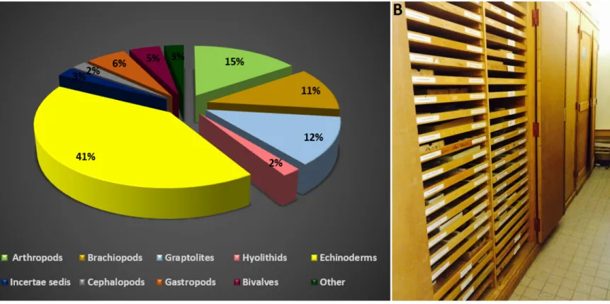 Fig 3. A, Distribution of fossiliferous groups from the Fezouata Shale belonging to the Marrakesh collections