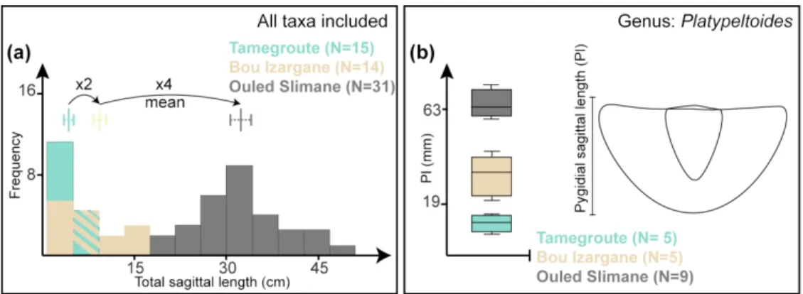 Figure 2. (Colour online) Trilobite size fluctuations in the Fezouata Shale. (a) General body size patterns, all  taxa included, in Ouled Slimane, Bou Izargane, and Tamegroute