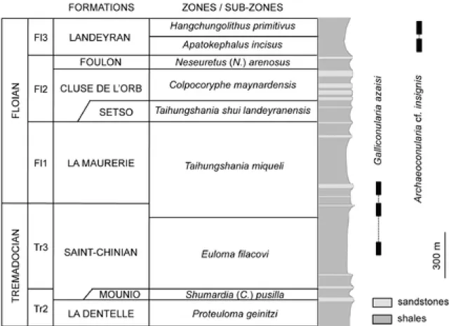 Fig. 2. Stratigraphic range of conulariids in the Lower Ordovician of the southern Montagne Noire.