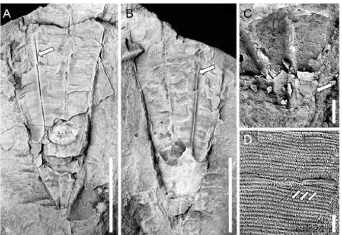 Fig. 3. Conulariid scyphozoan Archaeoconularia cf. insignis (Barrande, 1867), late Floian, Landeyran Formation, Lower Ordovician; southern Montagne Noire, France