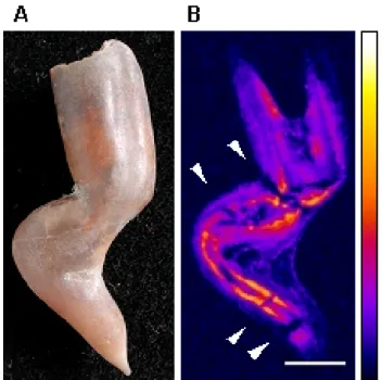 Fig. 1. Sublethal injury with fracture of the rostrum.