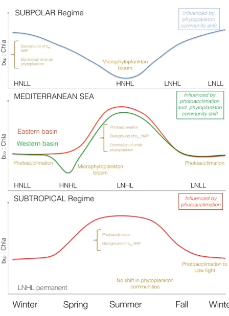 Figure 8. Conceptual scheme of the seasonal cycle of the b bp :Chla ratio in the surface layer of the ocean with potential factors explaining its variability