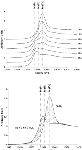 Figure 5 : Selenium metabolism by Agrobacterium tumefaciens  Selenium  speciation  was  monitored inside the pressured vessel by µXANES for 24h