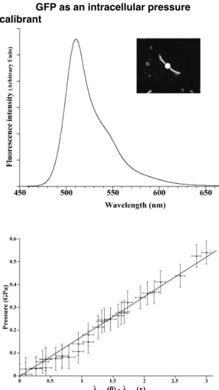 Figure 7 : Calibration curve of the GFP pressure sensor.  Top  :  Fluorescence  spectrum  of  GFP acquired  from  a  single  E