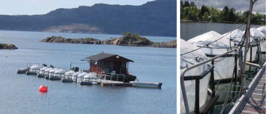 Fig. 1. PeECE III experimental set-up at Large-Scale Mesocosm Facility of the University of Bergen in Espegrend, Norway