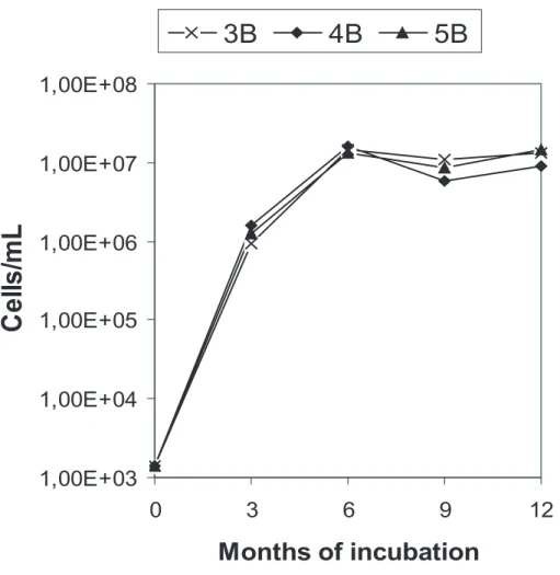 Fig. 2. Cell concentration in the liquid phase of the three anoxic microcosms, 3B (with H 2 ), 4B (unamended) determined by DAPI staining and fluorescence microscopy.