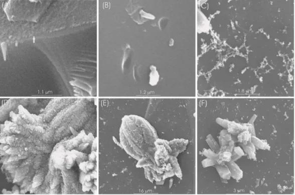 Fig. 5. Glass alteration and secondary mineral formation during the experiment. (A) Typical al- al-teration rim developed at the surface of glass grains (arrow) after 12 months in both inoculated microcosms and un-inoculated controls