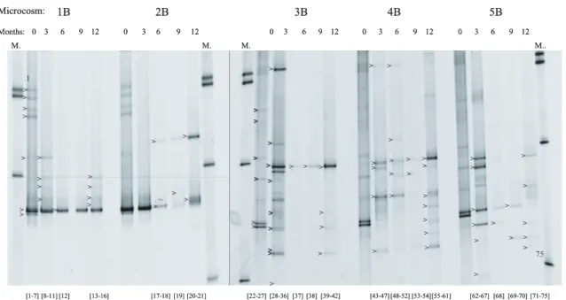Fig. 6. DGGE gels showing a genetic fingerprint of the bacterial communities in the two aerobic microcosms 1B (with CH 4 ), 2B (with acetate) and the three anaerobic microcosms 3B (with H 2 ), 4B (unamended) and 5B (with acetate) during the twelve months o