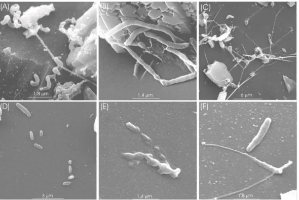 Fig. 8. Attached bacterial cells on glass surfaces during the experiment. (A) and (B) Glass grains from microcosm 1B (aerobe with CH 4 ) showing typical attached bacteria at 3 months (A) and 12 months (B)