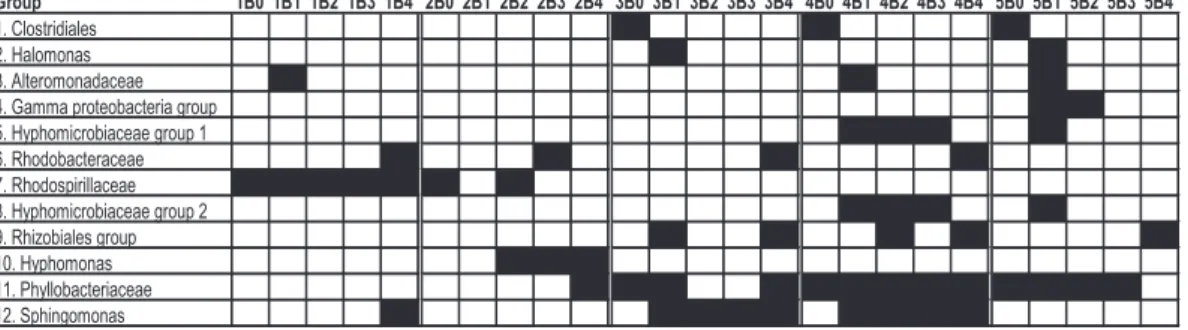 Fig. 10. Presence of phylogenetic groups during the experiment in the five different micro- micro-cosms