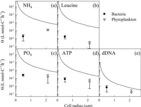 Fig. 7. Comparison of the mean estimated biomass-specific affinity values during the N-limited phase (±SD, n=5) of phytoplankton and bacteria vs
