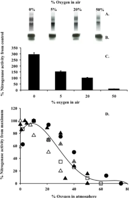 Fig. 1. (a) nifHDK transcript abundance for Trichodesmium IMS101 cultures bubbled with ni- ni-trogen (0% oxygen), 5%, 20%, and 50% O 2 for 5 h