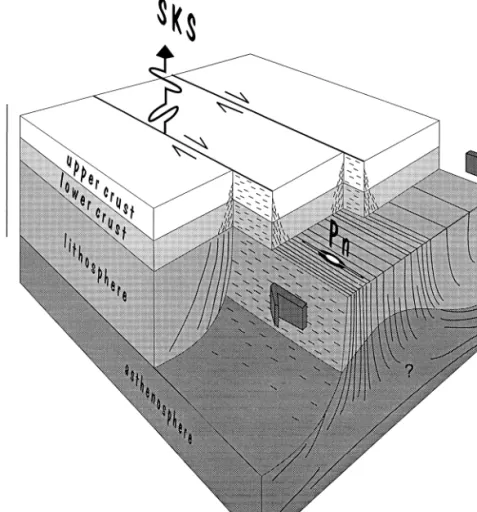 Fig. 2. Cartoon illustrating the concept of a shear zone rooted into the asthenosphere
