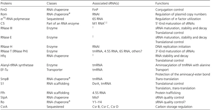 Table 1. The proteins that interact with bacterial sRNAs