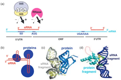 Fig. 1. Bacterial sRNAs act through base-pairing interactions with target RNAs or form persistent functional ribonucleoprotein complexes
