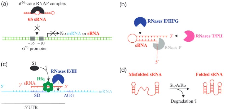 Fig. 2. The proteins that interact with bacterial sRNAs during RNA metabolism. (a) RNA synthesis by the ‘s 70 –core RNA polymerase’ complex (black)