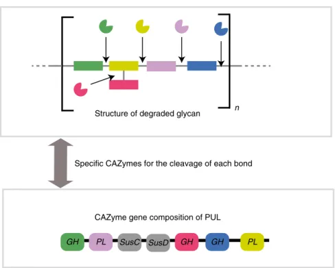 Fig. 1 Schematic view of the approach taken to estimate the number CAZyme combinations in PULs