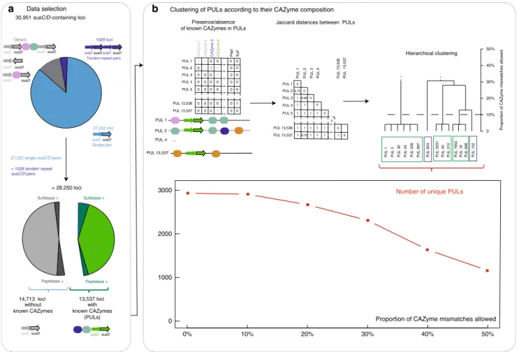 Fig. 2 The PUL analysis pipeline. a Selection and sorting of data from PULDB. b Clustering of PULs according to their CAZyme composition