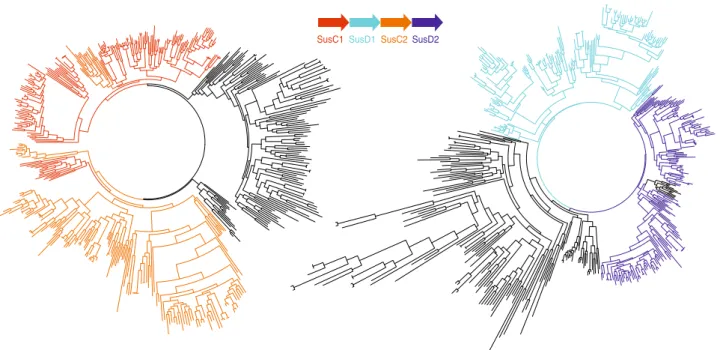 Fig. 3 Phylogenetic trees of SusC and SusD proteins encoded by tandem-repeat susC/D loci