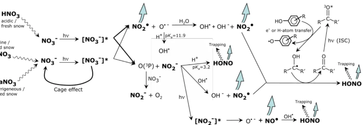 Fig. 7. Possible reaction mechanisms for the formation of HONO from the NO − 3 anion. Blue arrows indicate gaseous emissions from the reaction medium, curvy arrows show transport mechanisms