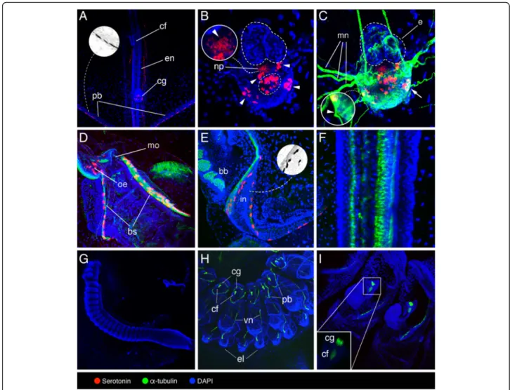 Fig. 2 Localization of serotonin-like immunoreactivity, acetylated α -tubulin, and DAPI in Thalia democratica