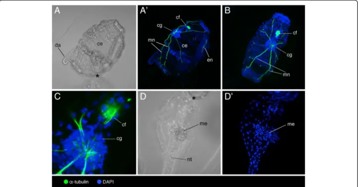 Fig. 5 Localization of acetylated α -tubulin and DAPI in tadpole larvae and young zooids of Doliolina muelleri