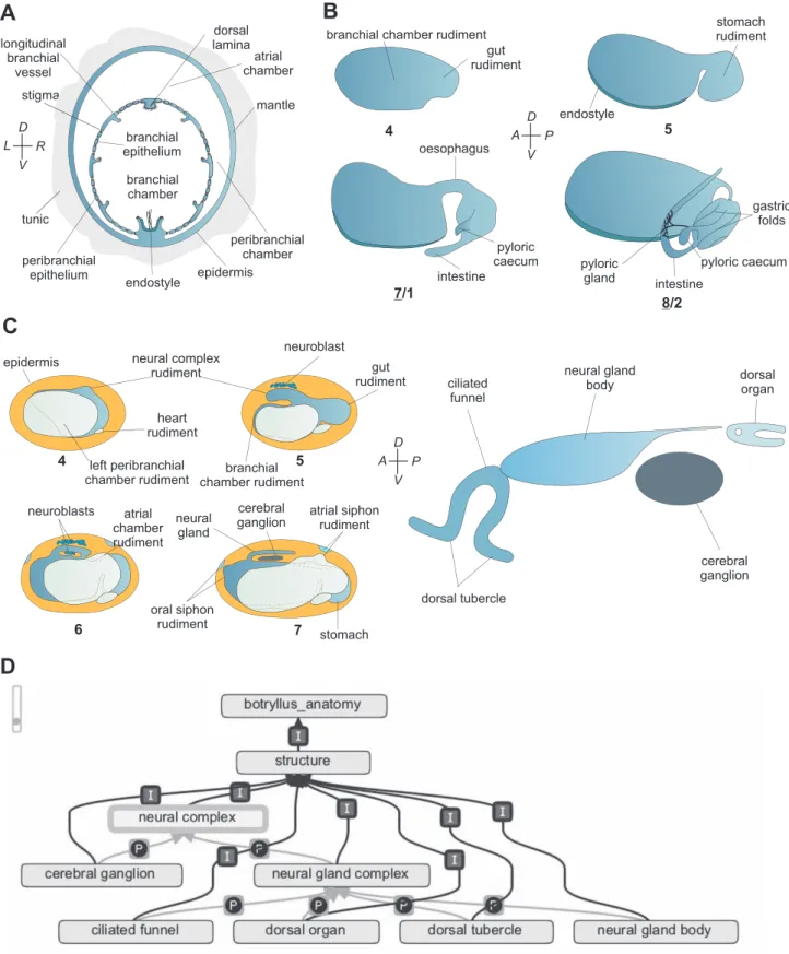 Figure 7. Schematised details of B. schlosseri blastogenesis and the relation to BODA