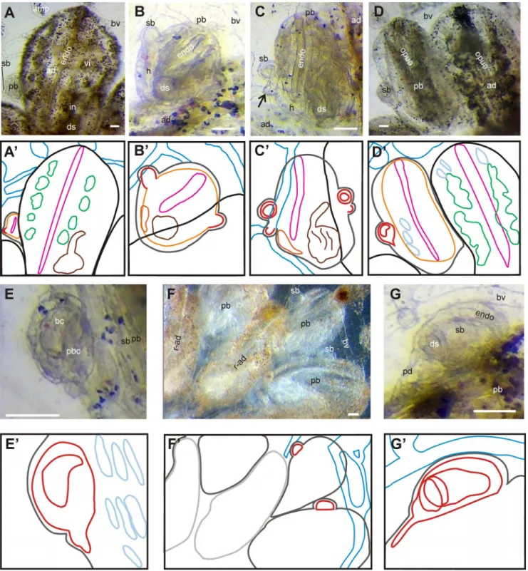 Figure 6. Blastogenesis in B. schlosseri . A–G. Ventral views of colonies (i.e., ventral views of adults and primary buds, lateral views of secondary buds)