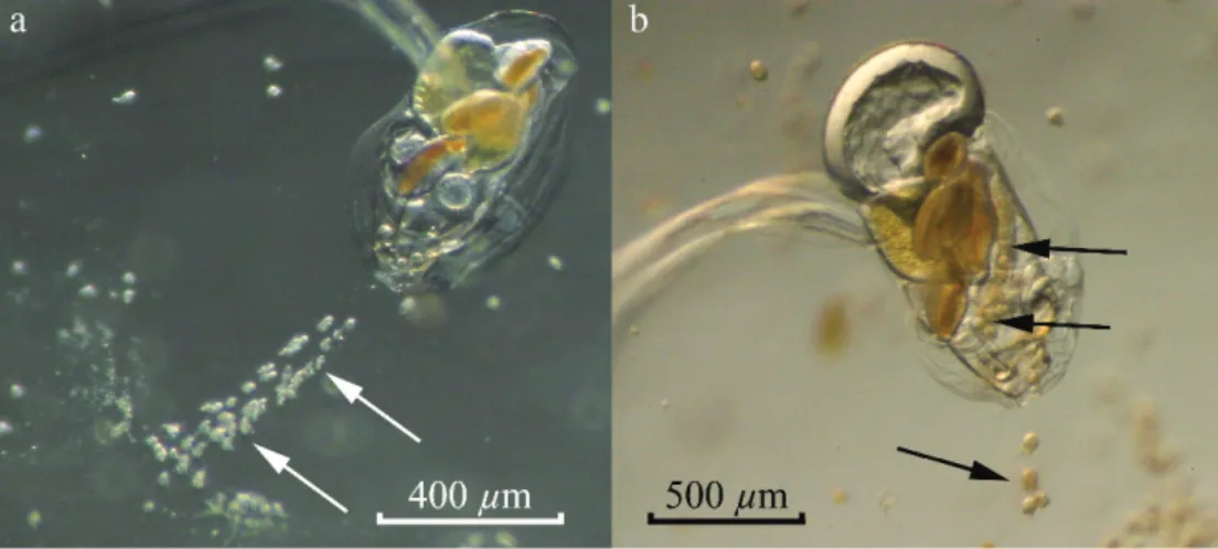 Fig. 6. Ciliates inside appendicularian houses. (a) Strombidium sp. ciliates attached to the buccal tube