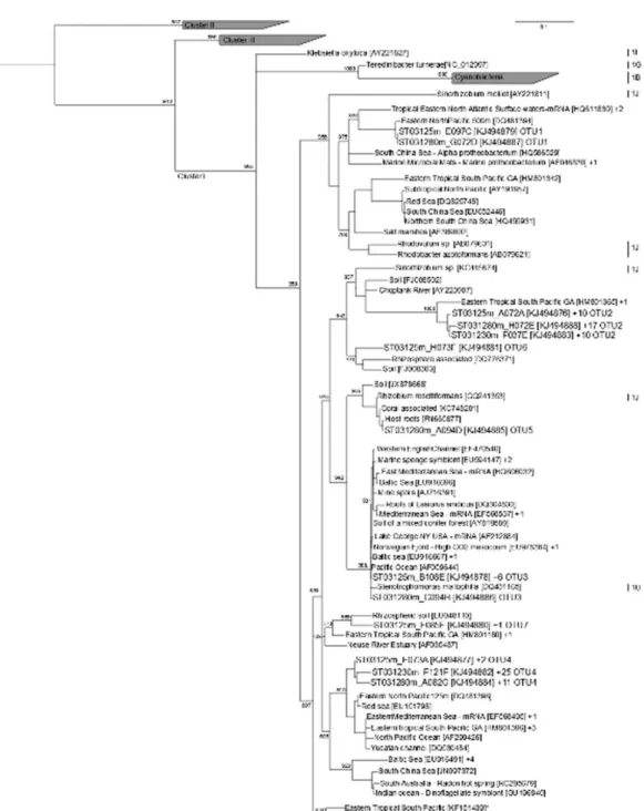 Figure 9. Phylogenetic tree containing partial nifH nucleotide sequences from the representatives sequences OTUs from the study area (5, 30, and 80 m depth) and other cultured and uncultured diazotrophic groups