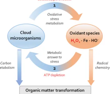 Figure 6. Interaction between H 2 O 2 and cloud microorganisms and its potential consequences for atmospheric chemistry