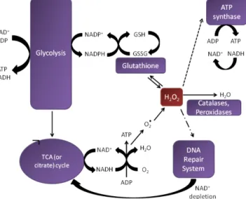 Figure 5. Hypothetical mechanism that could explain the im- im-pact of H 2 O 2 on cell metabolism and ATP concentration