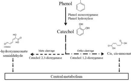 Figure 1. Main phenol biodegradation pathways described for aerobic microorganisms as referred to in the KEGG database.