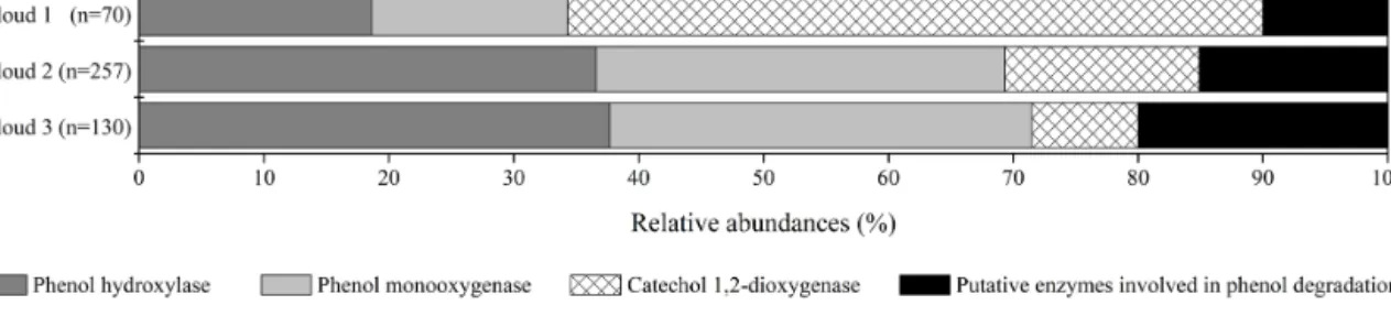 Figure 2. Relative abundance of transcripts in cloud waters encoding for enzymes involved in phenol degradation pathways
