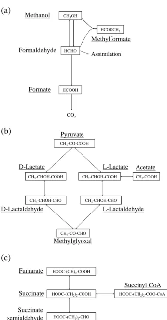 Fig. 4. Schematic representation of known metabolic pathways in- in-volving methanol, formaldehyde and formate (a), lactate (b) and succinate (c).