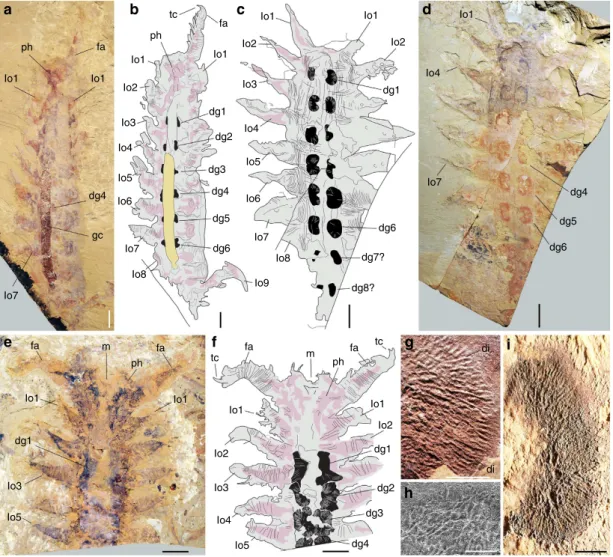 Figure 1 | Digestive glands in Early Cambrian lobopodians from the Chengjiang biota. (a,b) Megadictyon cf
