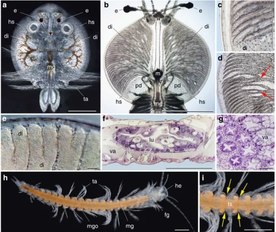 Figure 3 | Digestive glands in Recent crustaceans. (a) Argulus japonicus (branchiuran ectoparasite) in transmitted light showing paired diverticula ﬁlled with ﬁsh blood